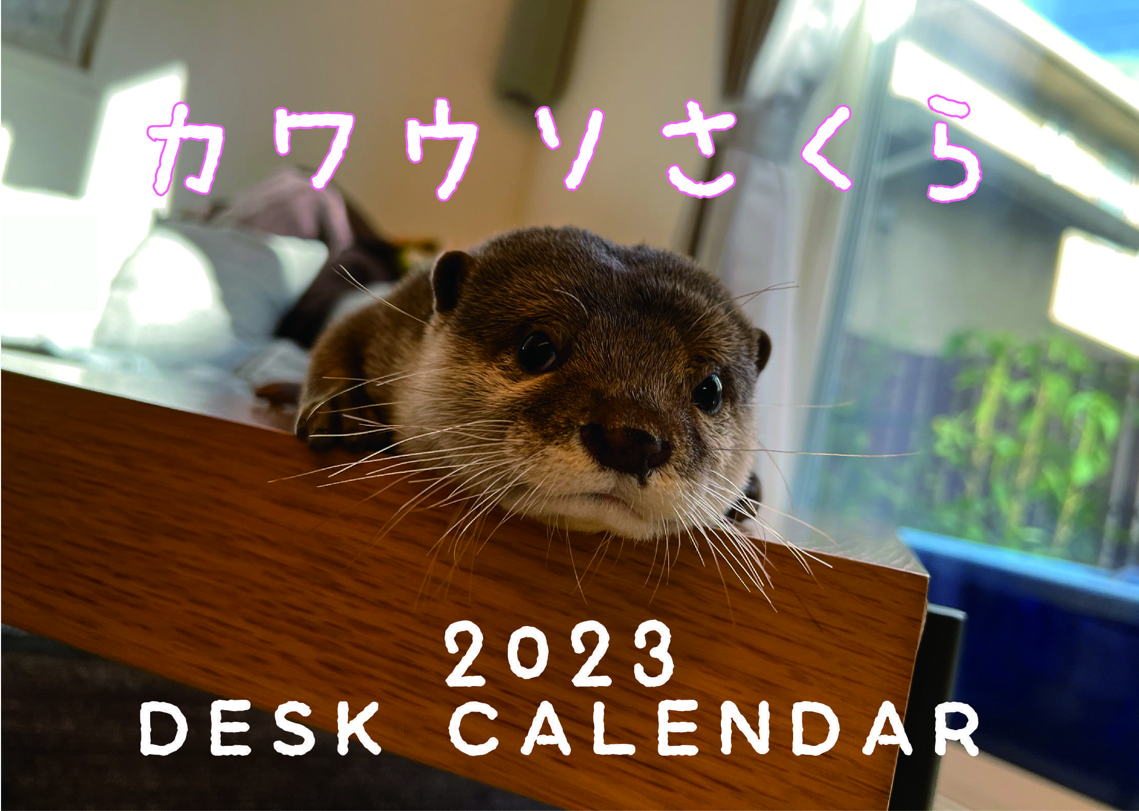 【受注商品】カワウソさくら　 2023年 卓上カレンダー