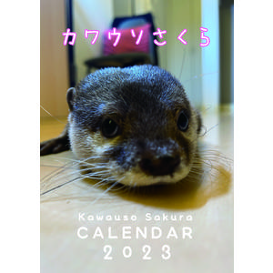 【受注商品】カワウソさくら　 2023年 壁掛けカレンダー