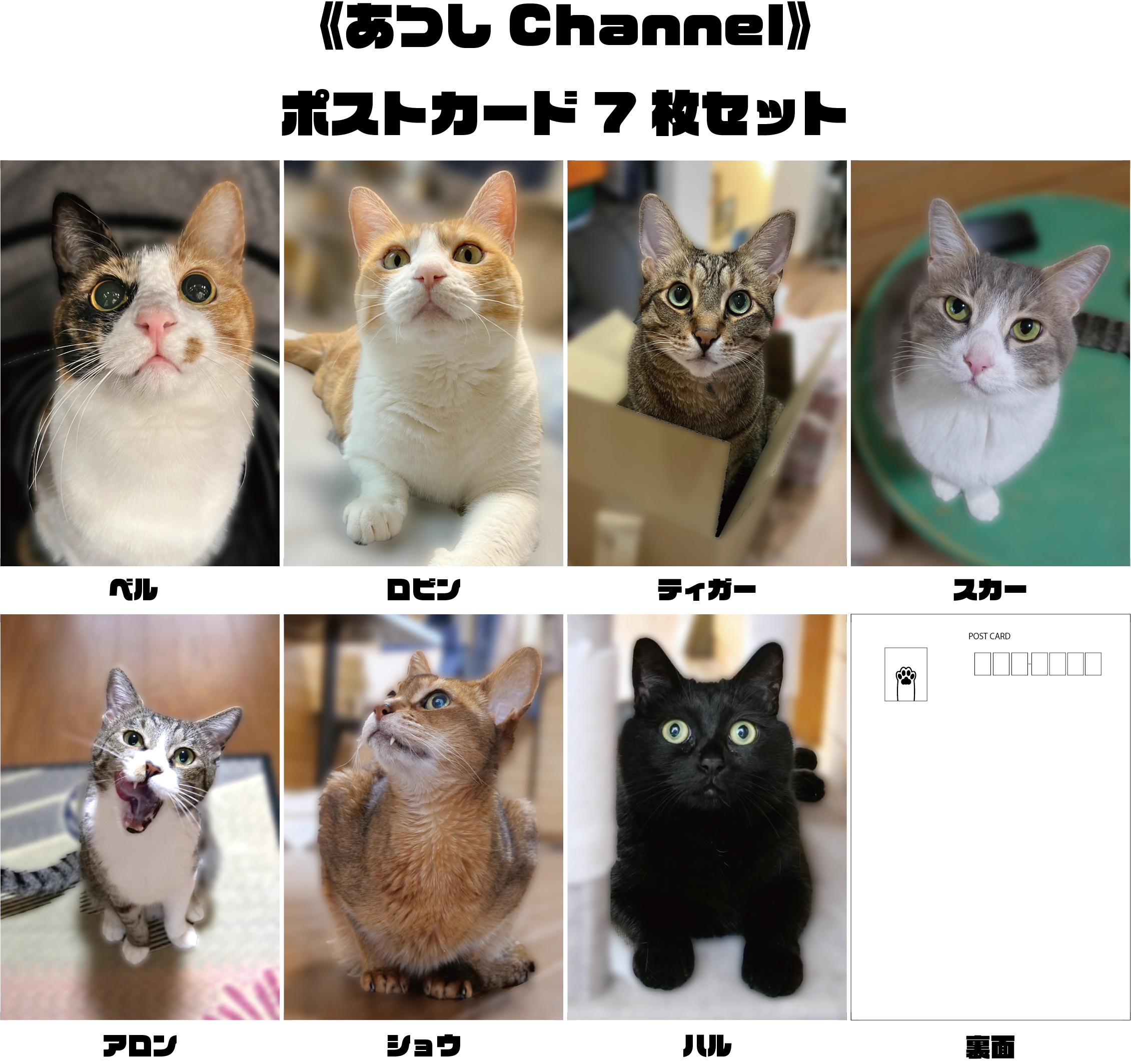 【あつしchannel】猫たちの「どーんっ！」ポストカードセット