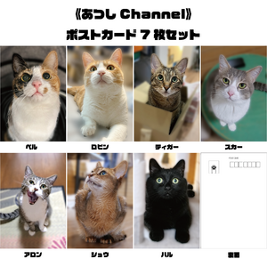 【あつしchannel】猫たちの「どーんっ！」ポストカードセット